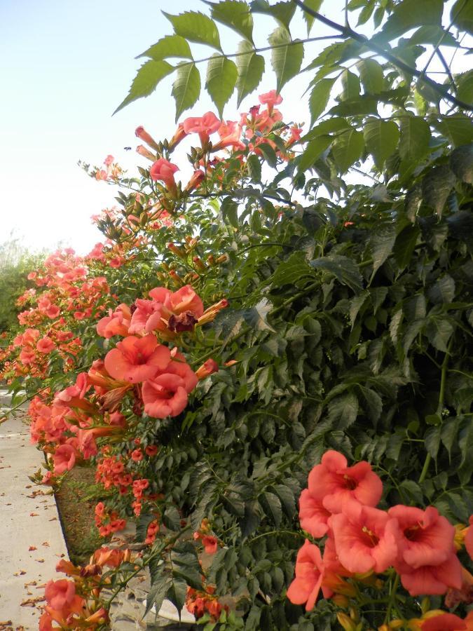 Silvi Mari Daire Platanes (Rethymno)
